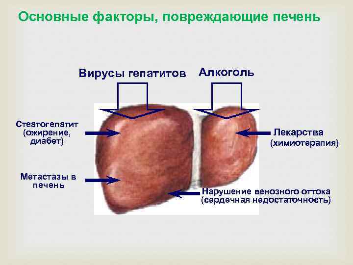 Основные факторы, повреждающие печень Вирусы гепатитов Стеатогепатит (ожирение, диабет) Метастазы в печень Алкоголь Лекарства