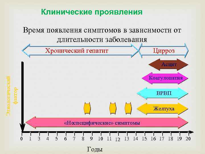 Клинические проявления Время появления симптомов в зависимости от длительности заболевания Хронический гепатит Цирроз Этиологический
