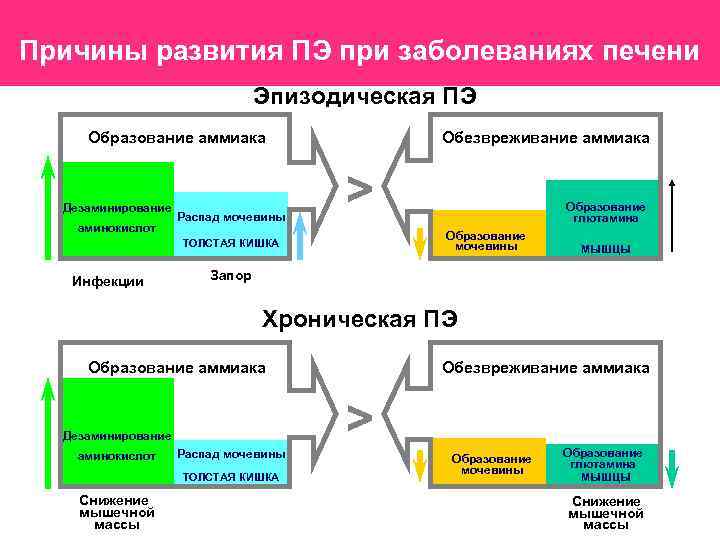 Причины развития ПЭ при заболеваниях печени Эпизодическая ПЭ Образование аммиака Дезаминирование аминокислот Распад мочевины