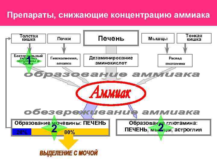 Препараты, снижающие концентрацию аммиака Толстая кишка Почки Печень Бактериальный гидролиз мочевины и белка Гипокалиемия,