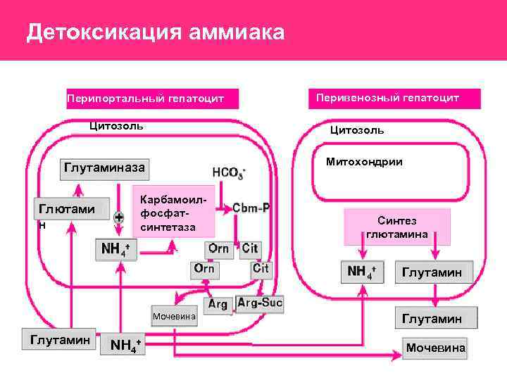 Детоксикация аммиака Перипортальный гепатоцит Цитозоль Митохондрии Глутаминаза Глютами н Перивенозный гепатоцит Карбамоилфосфатсинтетаза Синтез глютамина
