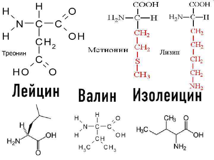 Треонин триптофан