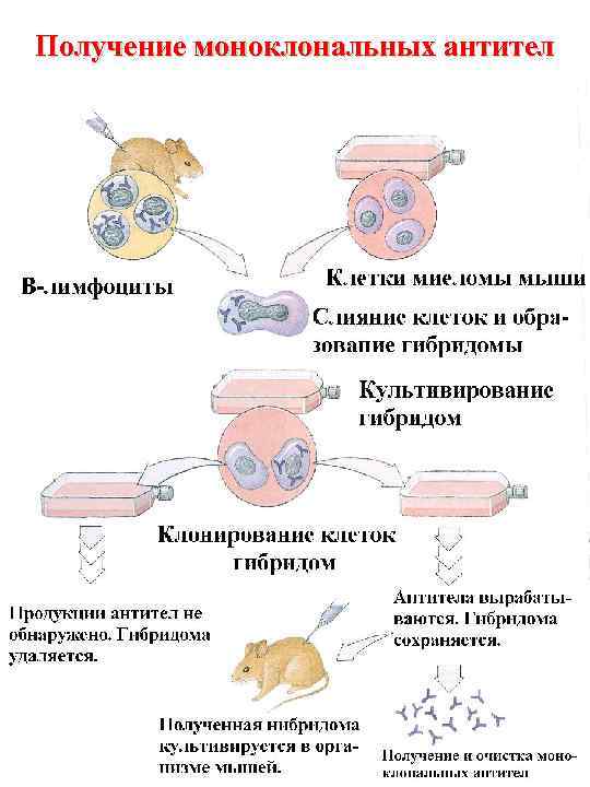 Получение моноклональных антител 