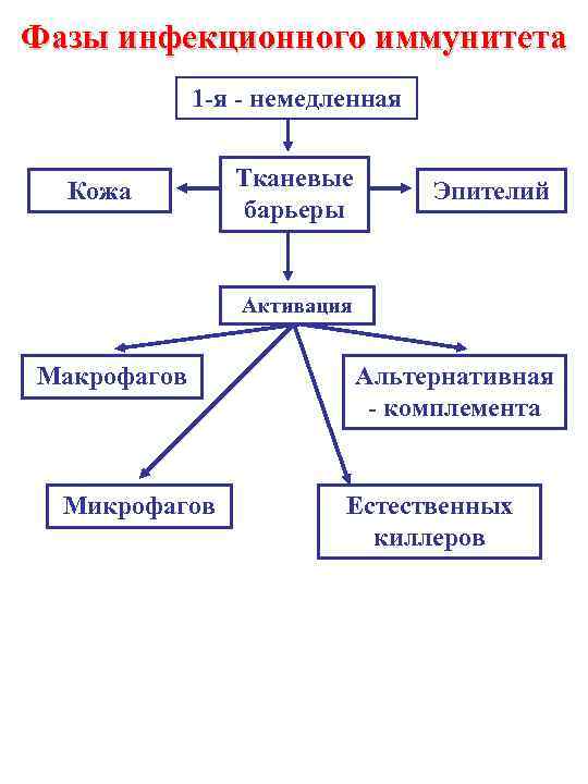 Фазы инфекционного иммунитета 1 -я - немедленная Кожа Тканевые барьеры Эпителий Активация Макрофагов Микрофагов