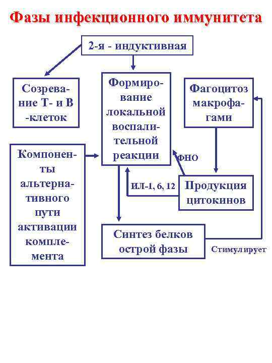 Фазы инфекционного иммунитета 2 -я - индуктивная Созревание Т- и В -клеток Компоненты альтернативного