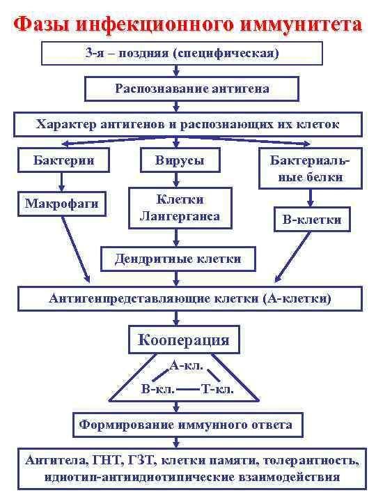 Фазы инфекционного иммунитета 3 -я – поздняя (специфическая) Распознавание антигена Характер антигенов и распознающих