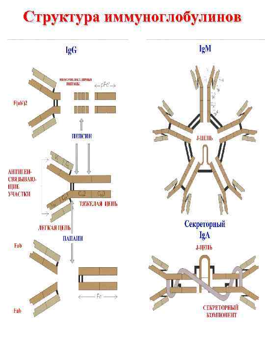 Структура иммуноглобулинов 