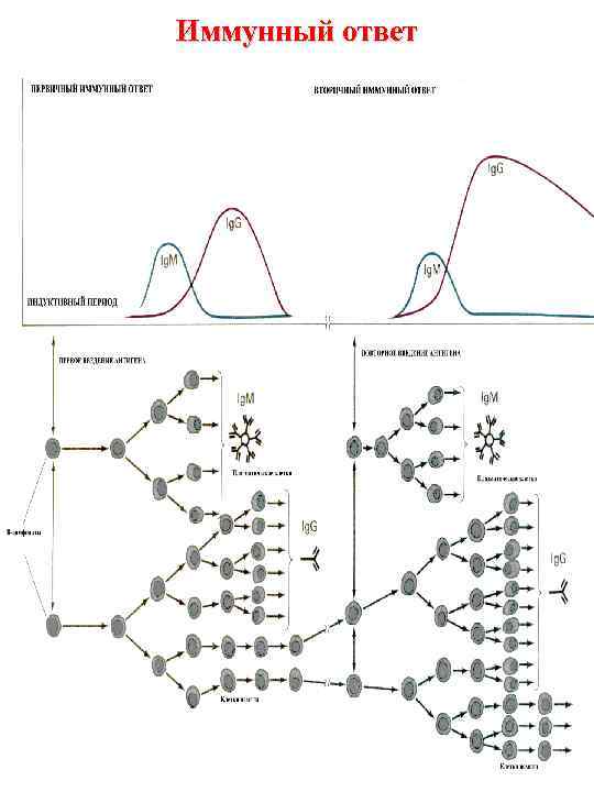 Иммунный ответ 