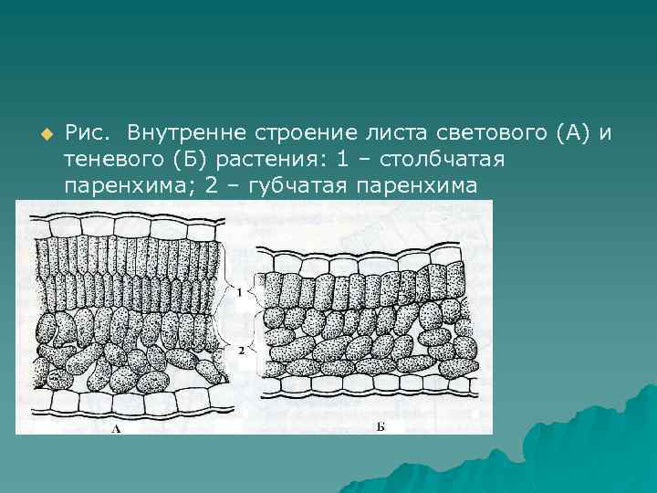 На рисунке изображены световой и теневой листья укажите их какие особенности строения характерны для