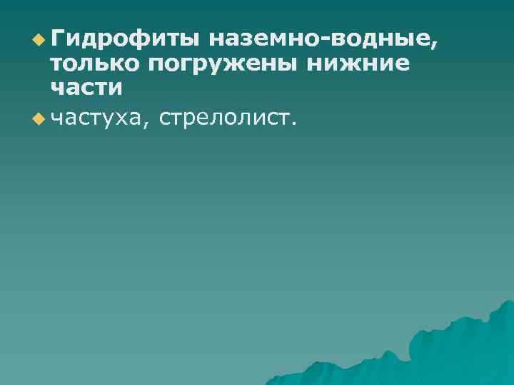 u Гидрофиты наземно-водные, только погружены нижние части u частуха, стрелолист. 