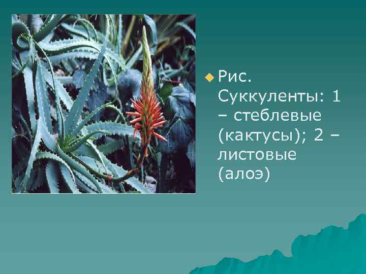 u Рис. Суккуленты: 1 – стеблевые (кактусы); 2 – листовые (алоэ) 