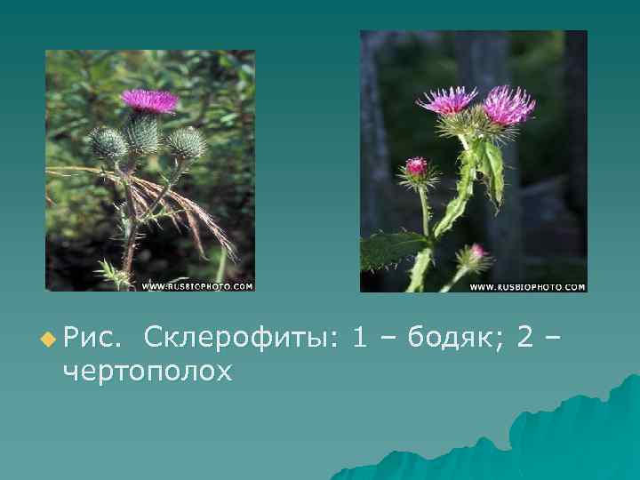 u Рис. Склерофиты: 1 – бодяк; 2 – чертополох 