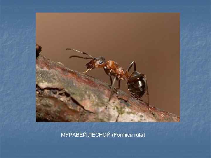 МУРАВЕЙ ЛЕСНОЙ (Formica rufa) 