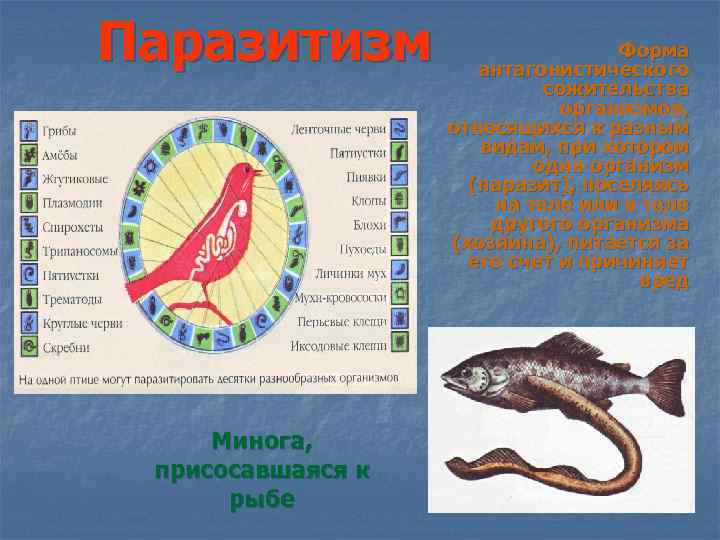 Паразитизм Минога, присосавшаяся к рыбе Форма антагонистического сожительства организмов, относящихся к разным видам, при