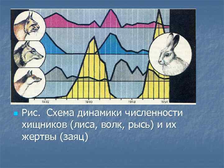 n Рис. Схема динамики численности хищников (лиса, волк, рысь) и их жертвы (заяц) 