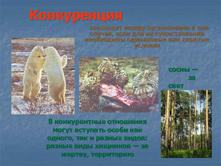 Конкуренция возникает между организмами в том случае, если для их существования необходимы одинаковые или