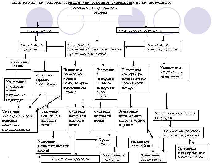 Схема сопряженных процессов происходящих при рекреационной деградации лесных биогеоценозов. Рекреационная деятельность человека Вытаптывание Механические