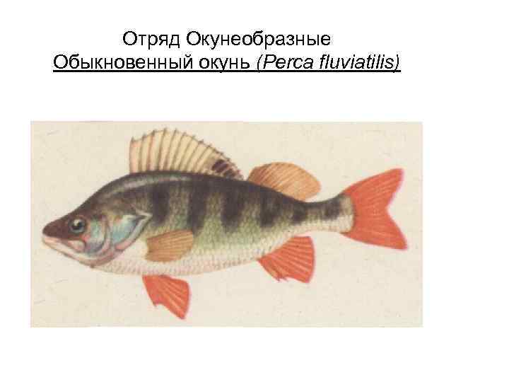 Отряд Окунеобразные Обыкновенный окунь (Perca fluviatilis) 