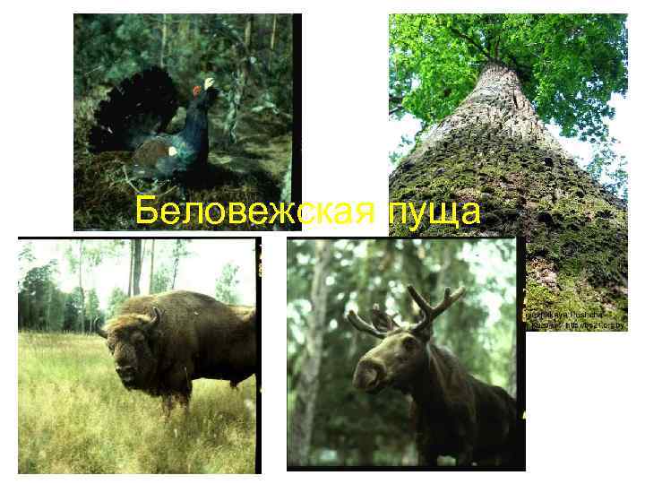 Беловежская пуща 