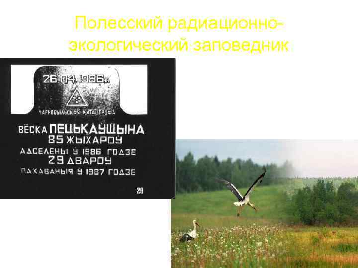 Полесский радиационно экологический заповедник 