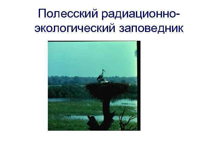 Полесский радиационно экологический заповедник 