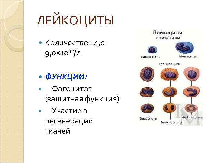 ЛЕЙКОЦИТЫ Количество : 4, 09, 0× 10¹²/л ФУНКЦИИ: § Фагоцитоз (защитная функция) § Участие