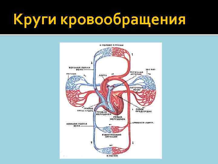 Круги кровообращения 