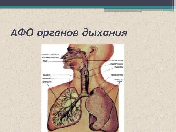 Афо дыхательной системы у детей презентация