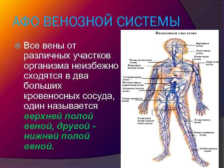 Периферическая вена где. Анатомо-физиологические аспекты венозной системы. Центральная и периферическая Вена.