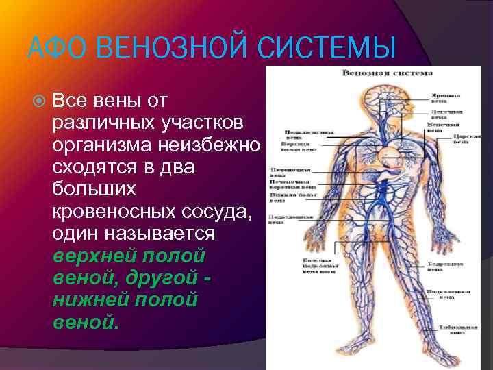 Периферический венозный. Направление крови в венах. Периферические вены где.