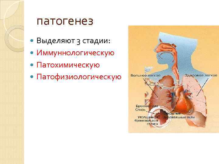 патогенез Выделяют 3 стадии: Иммуннологическую Патохимическую Патофизиологическую 