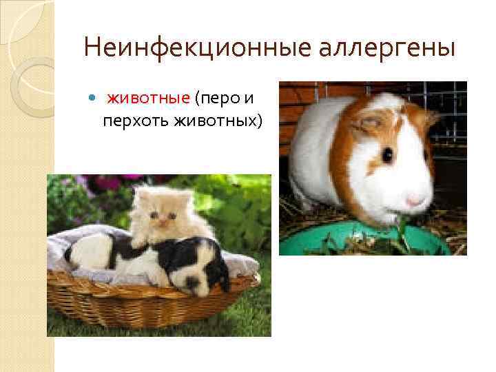 Неинфекционные аллергены животные (перо и перхоть животных) 