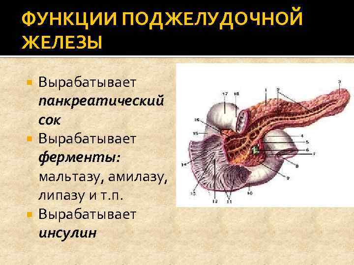 ФУНКЦИИ ПОДЖЕЛУДОЧНОЙ ЖЕЛЕЗЫ Вырабатывает панкреатический сок Вырабатывает ферменты: мальтазу, амилазу, липазу и т. п.