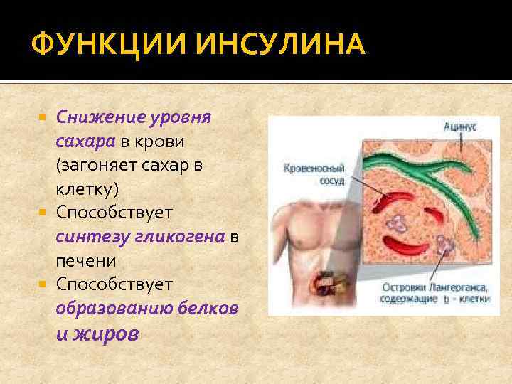 ФУНКЦИИ ИНСУЛИНА Снижение уровня сахара в крови (загоняет сахар в клетку) Способствует синтезу гликогена