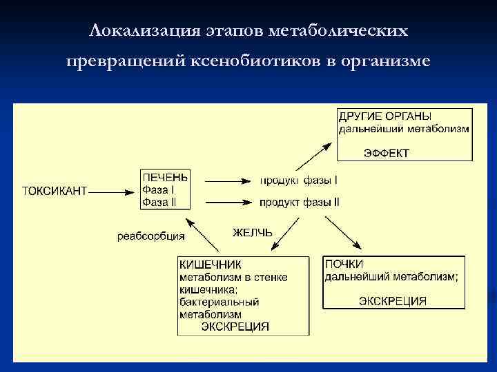 Ионной детоксикации. Фазы детоксикации организма. Метаболизм ксенобиотиков биохимия. Фазы метаболизма ксенобиотиков. Биотрансформация ксенобиотиков.