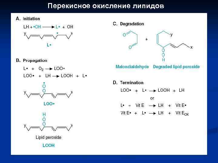 Перекисное окисление липидов 