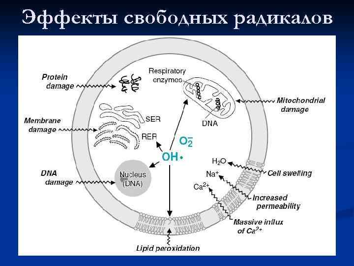 Эффекты свободных радикалов 