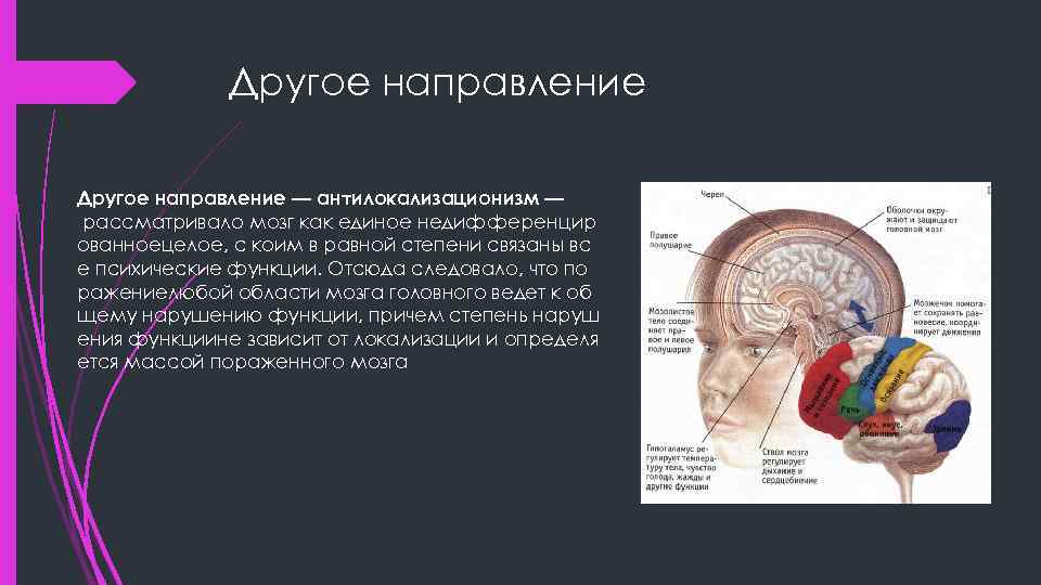 Другое направление — антилокализационизм — рассматривало мозг как единое недифференцир ованноецелое, с коим в