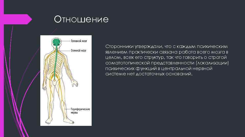 Отношение Сторонники утверждали, что с каждым психическим явлением практически связана работа всего мозга в
