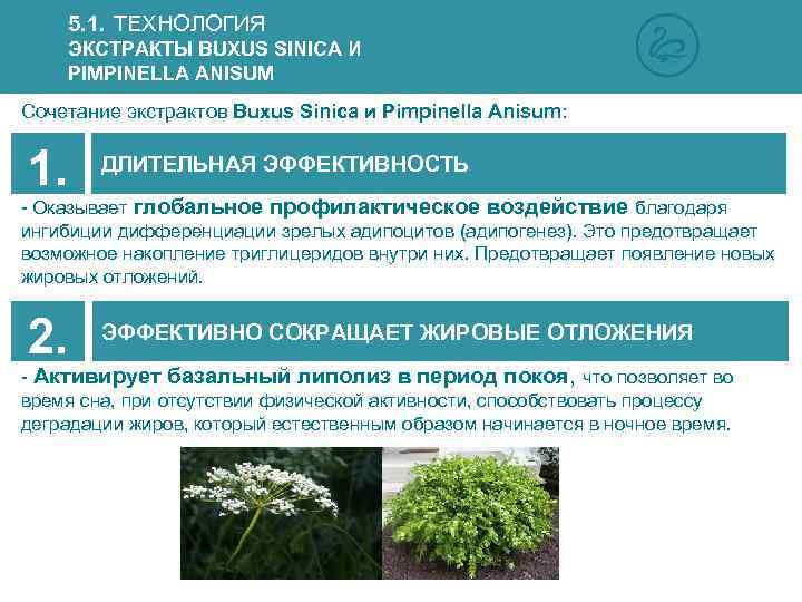 5. 1. ТЕХНОЛОГИЯ ЭКСТРАКТЫ BUXUS SINICA И PIMPINELLA ANISUM Сочетание экстрактов Buxus Sinica и