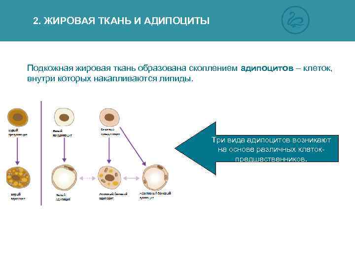 2. ЖИРОВАЯ ТКАНЬ И АДИПОЦИТЫ Подкожная жировая ткань образована скоплением адипоцитов – клеток, внутри