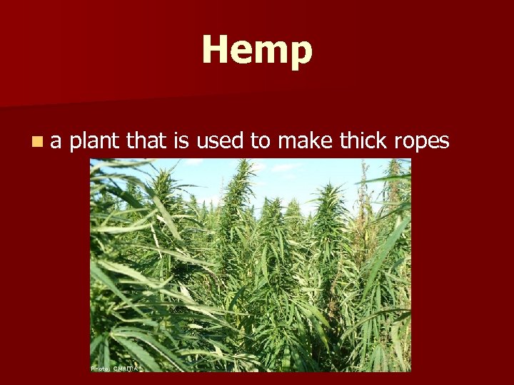 Hemp n a plant that is used to make thick ropes 