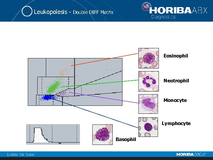 Leukopoïesis - Double DIFF Matrix Eosinophil Neutrophil Monocyte Lymphocyte Basophil 