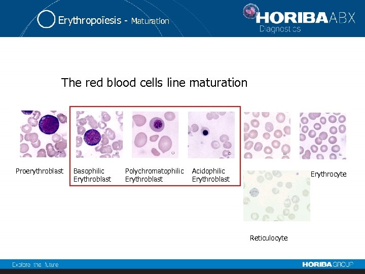 Erythropoïesis - Maturation The red blood cells line maturation Proerythroblast Basophilic Erythroblast Polychromatophilic Erythroblast