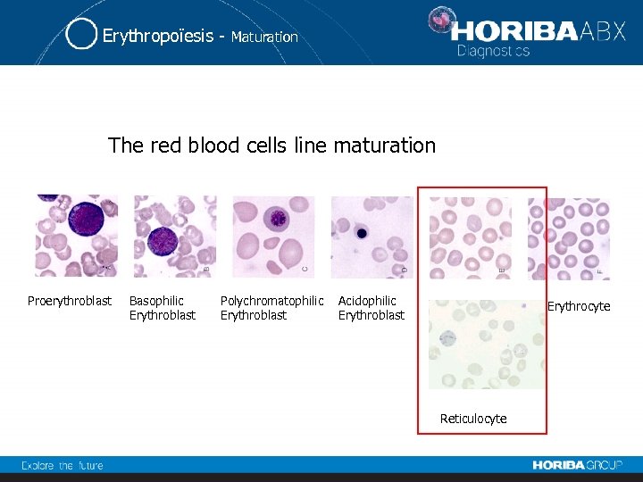 Erythropoïesis - Maturation The red blood cells line maturation Proerythroblast Basophilic Erythroblast Polychromatophilic Erythroblast