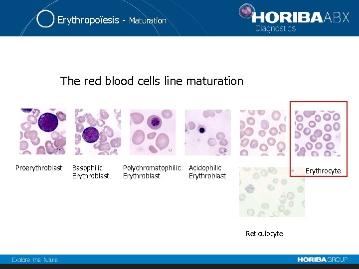 Erythropoïesis - Maturation The red blood cells line maturation Proerythroblast Basophilic Erythroblast Polychromatophilic Erythroblast