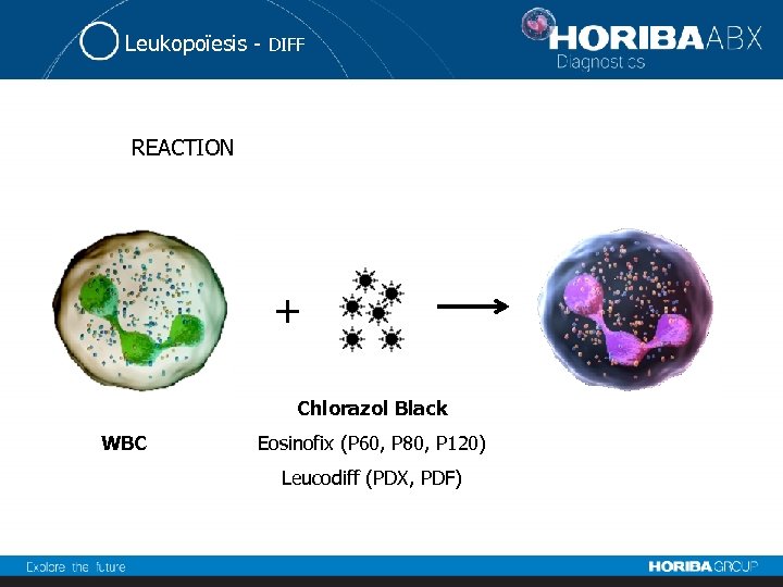 Leukopoïesis - DIFF REACTION + Chlorazol Black WBC Eosinofix (P 60, P 80, P