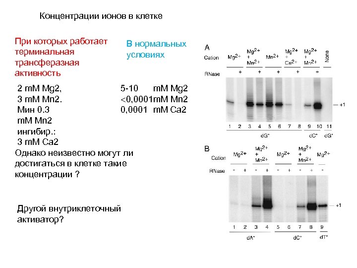 Концентрации ионов в клетке При которых работает терминальная трансферазная активность В нормальных условиях 2