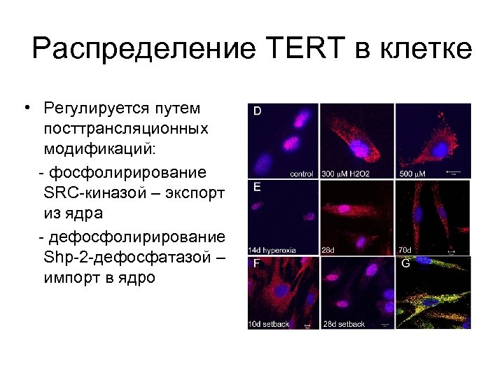 Распределение ТERT в клетке • Регулируется путем посттрансляционных модификаций: - фосфолирирование SRC-киназой – экспорт