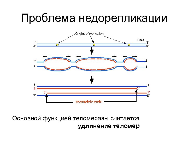 Проблема недорепликации Основной функцией теломеразы считается удлинение теломер 